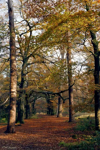 森林，大自然，秋季，树木，公园