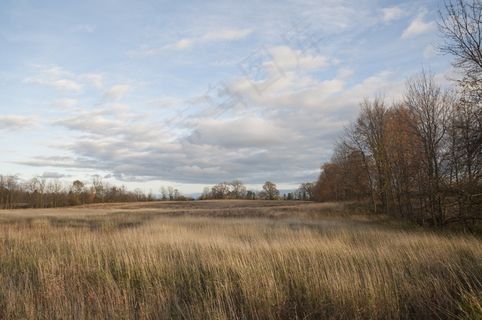 场，草，高高的草丛，天空，蓝色，云团，多云