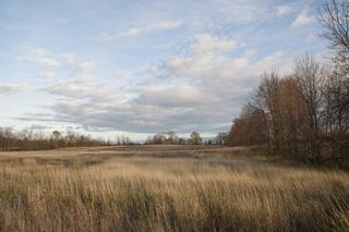 场，草，高高的草丛，天空，蓝色，云团，多云