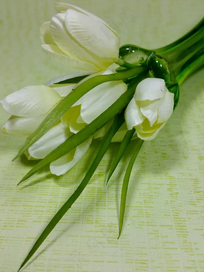 郁金香，白，春天，鲜花，花瓶