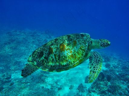 印度尼西亚,旅行,假期,海,水,水下 印度尼西亚,旅行,假期,海,水,水下