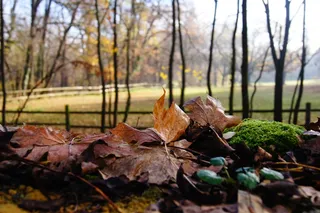 秋，苔，叶子，联轴器，森林
