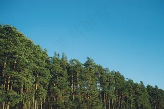 树,生态林,天空,风景,玉米,在森林里