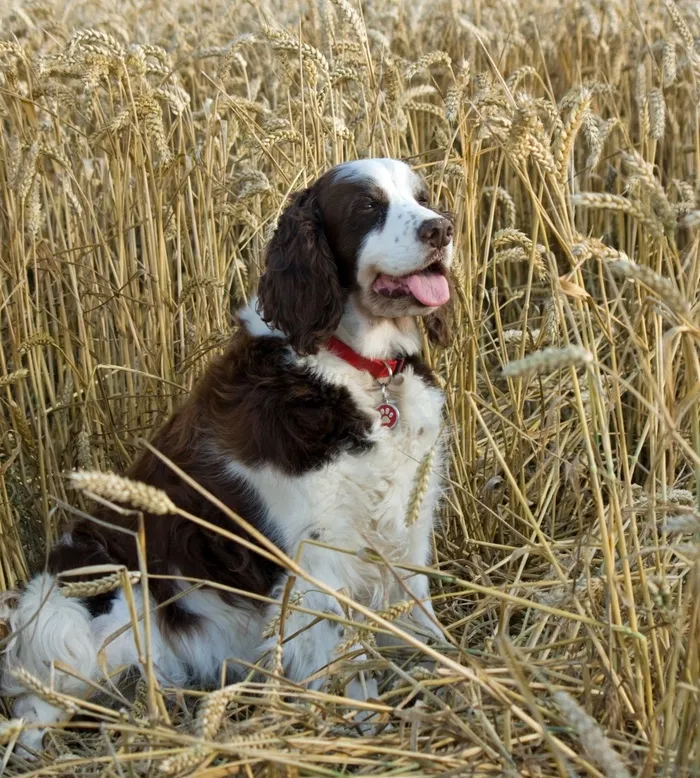 狗，英国史宾格犬，西班牙猎狗，史宾格犬