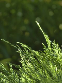 雪松，树，枝杈，自然，森林，特写