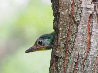彩色的鸟，雏鸟，和尚，准啄木鸟