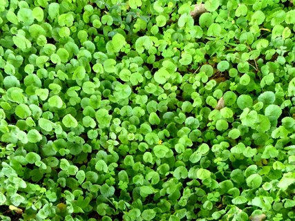 积雪草,Asiatica Pennywort,印度Pennywort,草药 积雪草,Asiatica Pennywort,印度Pennywort,草药