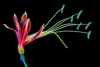 花，开花，绽放，多彩，冷色