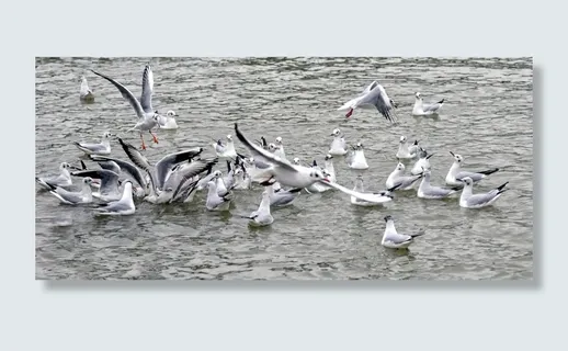 银鸥，黑头鸥，海，鸟类，鸟类飞行