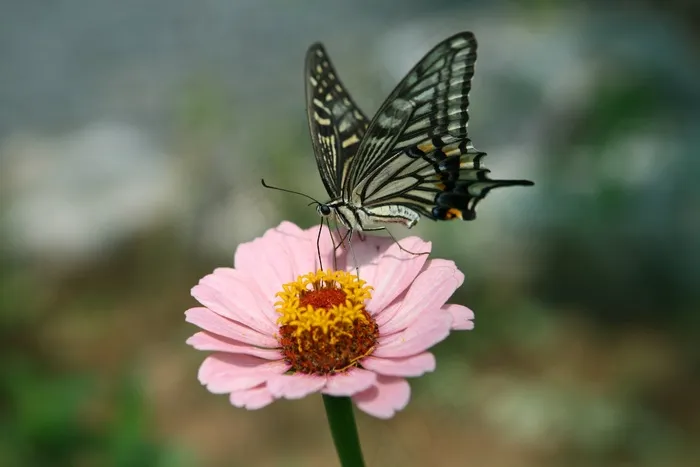 蝴蝶，花，昆虫，燕尾，森林
