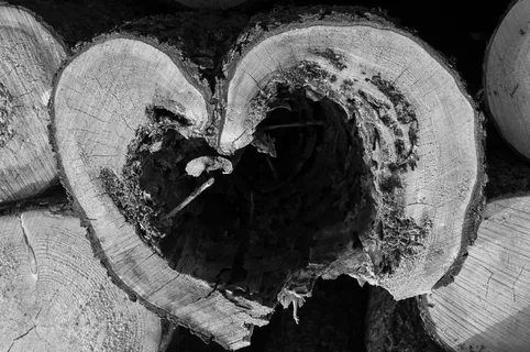 木，心，老木，爱情，情人节，浪漫