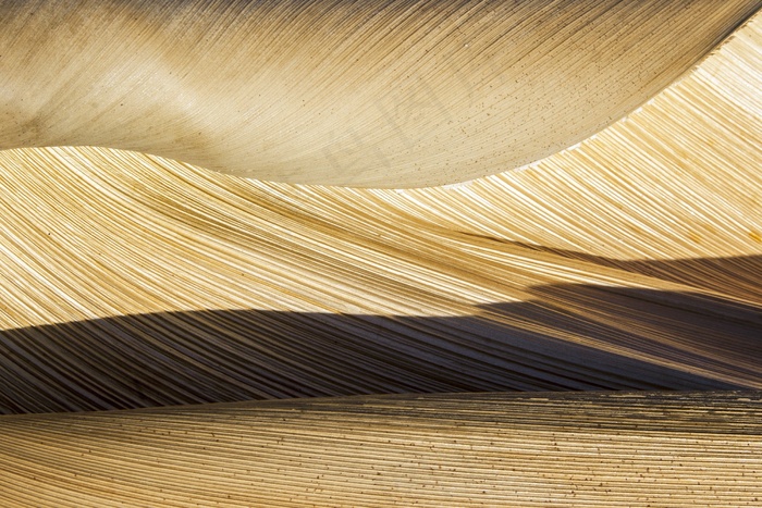 大自然，棕榈碗，棕榈，树，结构，植物