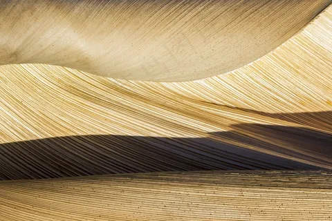 大自然,棕榈碗,棕榈,树,结构,植物 大自然,棕榈碗,棕榈,树,结构,植物