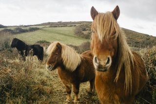 哺乳动物,油画,蒙古马,矮种马,小型马,野生小马
