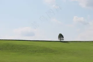 树，绿色，天空，自然，草，景观