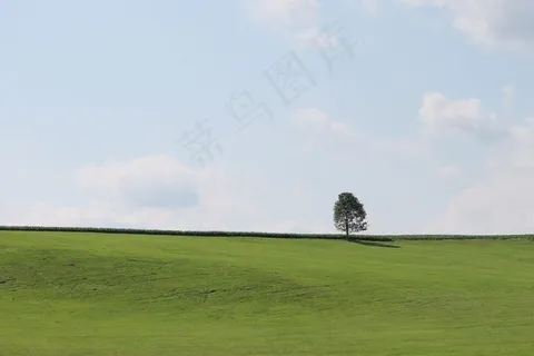 树,绿色,天空,自然,草,景观 树,绿色,天空,自然,草,景观
