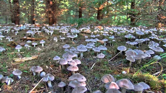 蘑菇,丰富,森林 蘑菇,丰富,森林