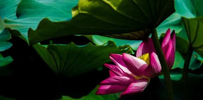 莲花，花，植物，植被