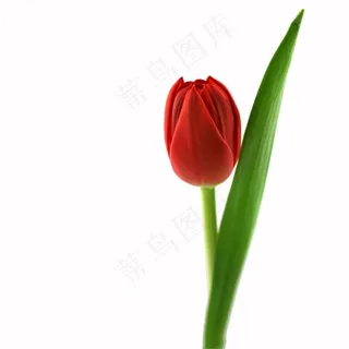 郁金香，红色，开花，厂，花