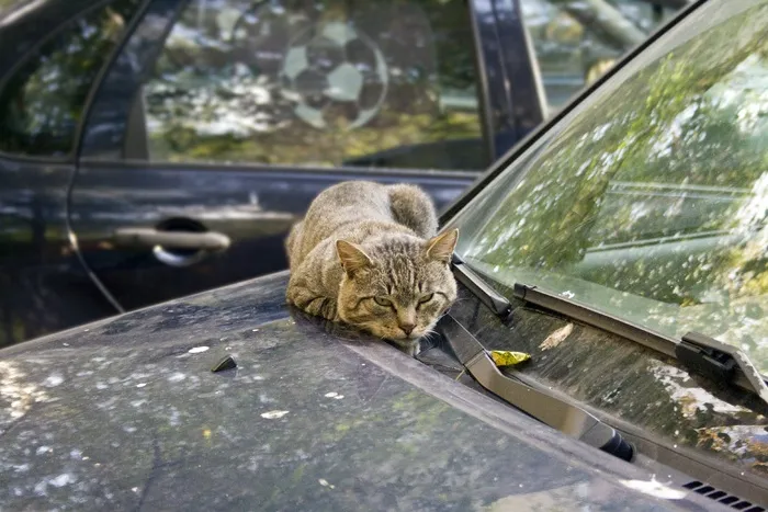 猫，机，看门人，梦，秋季，热，围场