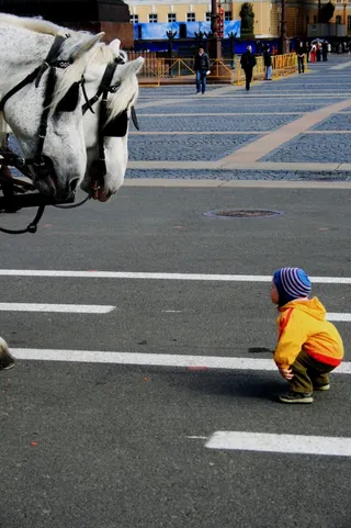 小男孩，弯腰，好奇心，马匹，寻找