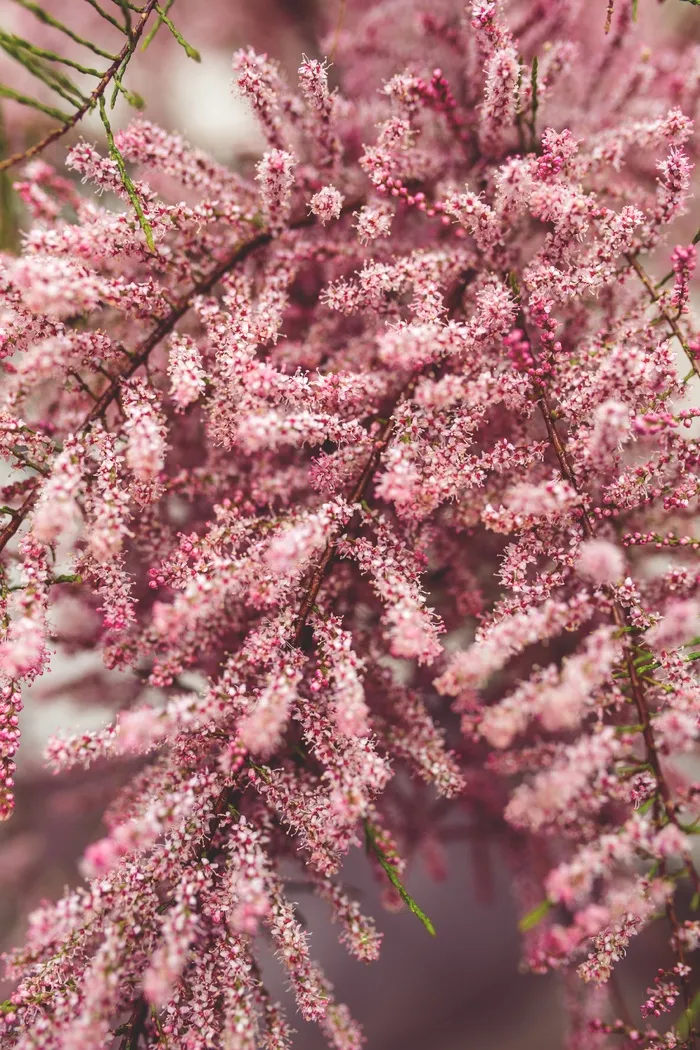 花,鲜花,粉红色,树,性质,装饰,花园 花,鲜花,粉红色,树,性质,装饰,花园