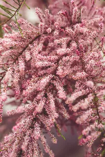 花,鲜花,粉红色,树,性质,装饰,花园 花,鲜花,粉红色,树,性质,装饰,花园