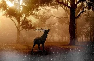 森林，赫希，野，日落，照明，雪花