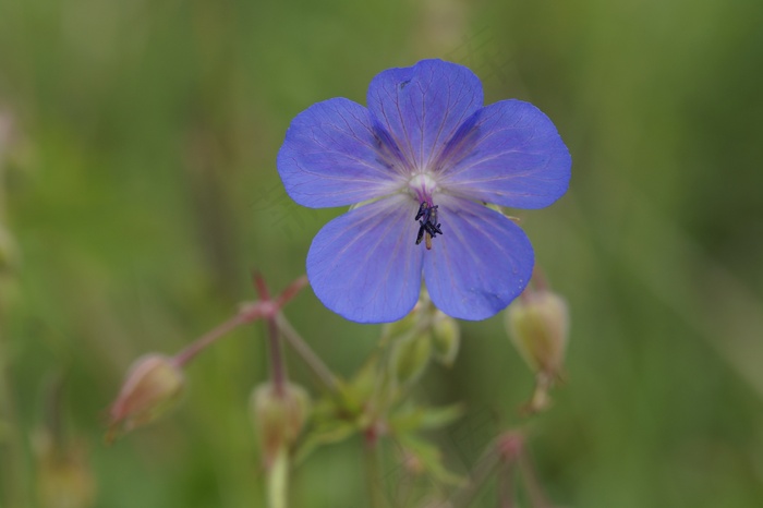 鹤嘴鸟，蓝色，明亮，夏天，蓝鹳喙