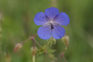 鹤嘴鸟，蓝色，明亮，夏天，蓝鹳喙