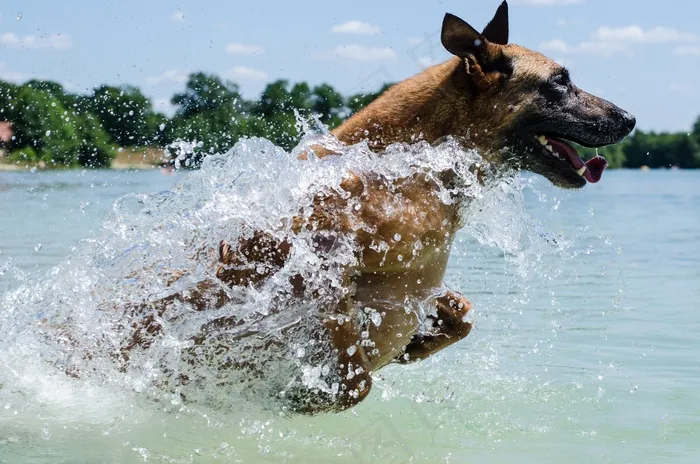 玛利诺犬，狗，水，跳，比利时牧羊犬