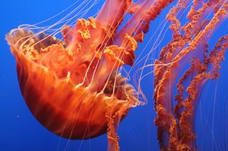 水母，触角，海，蓝色，果冻，海洋，海洋