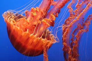 水母，触角，海，蓝色，果冻，海洋，海洋