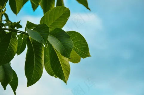 叶子,树,蓝色,云团,天空,新鲜,自然,绿色 叶子,树,蓝色,云团,天空,新鲜,自然,绿色