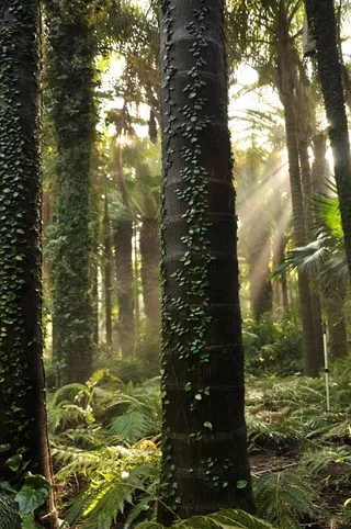 树，森林，绿色，自然，环境，木材，叶子