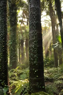 树,森林,绿色,自然,环境,木材,叶子 树,森林,绿色,自然,环境,木材,叶子