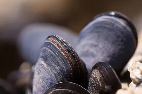 贻贝,贝壳,Mytilus,瓦特地区,沿海地区 贻贝,贝壳,Mytilus,瓦特地区,沿海地区