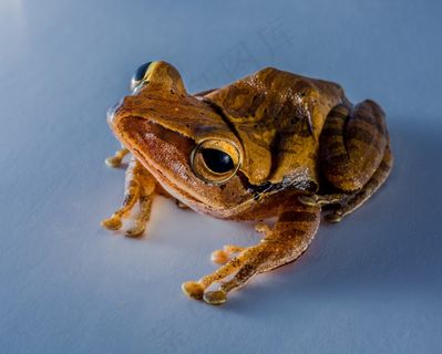 树蛙，阿努兰，青蛙，两栖类