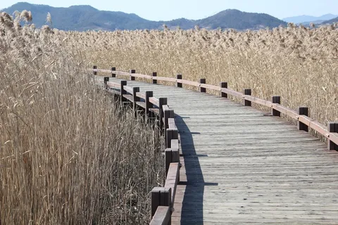 芦苇，曲线法，木径，高跟鞋，性质