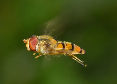 昆虫,盐水飞,上s,Balteatus,飞行 昆虫,盐水飞,上s,Balteatus,飞行