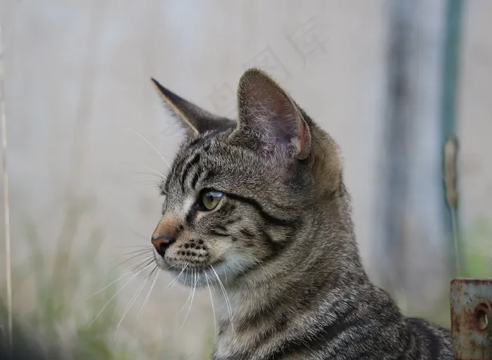 猫，小猫，年轻的猫，猫宝宝，年轻的猫