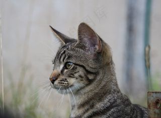 猫，小猫，年轻的猫，猫宝宝，年轻的猫