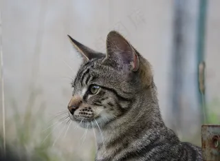 猫，小猫，年轻的猫，猫宝宝，年轻的猫