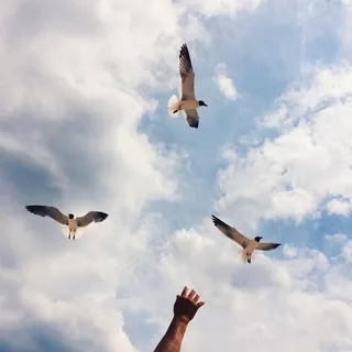 海鸥,天空,鸟,飞行,飞行,逃生,云 海鸥,天空,鸟,飞行,飞行,逃生,云