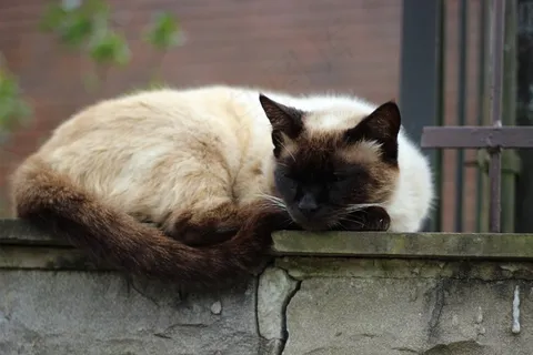 熟睡中的猫,户外,墙壁,暹罗混搭,可爱,毛茸茸 熟睡中的猫,户外,墙壁,暹罗混搭,可爱,毛茸茸