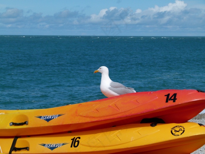 海鸥，鸟，禽，天空，云团，景区，沧海，海洋