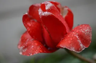 郁金香，百合，春天，性质，鲜花，郁金香，花