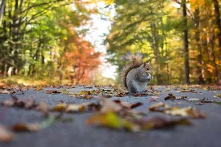 松鼠，秋天，秋，自然，动物，拓荒，公园