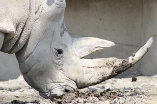 犀牛，犀牛，动物，拓荒，非洲，自然，白