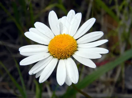 雏菊,夏天,花,洋甘菊,花瓣,白花 雏菊,夏天,花,洋甘菊,花瓣,白花